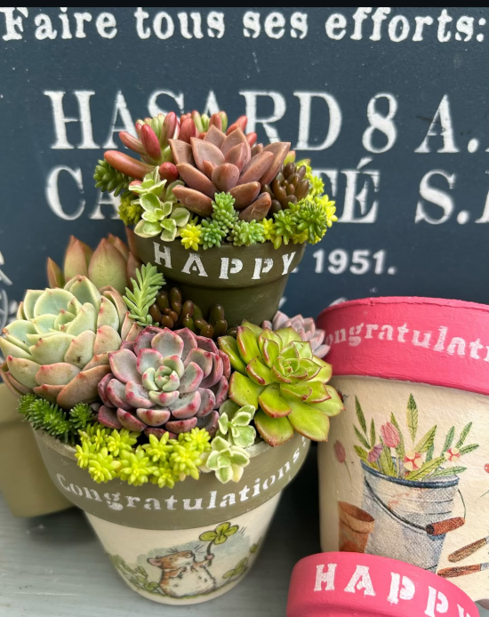 【2025年  第3期  特別講座】多肉植物  重ね鉢の寄せ植え